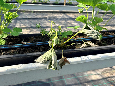 Phytophthora cactorum 1.jpg
